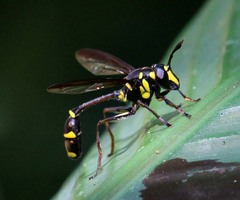 Monoceromyia javana