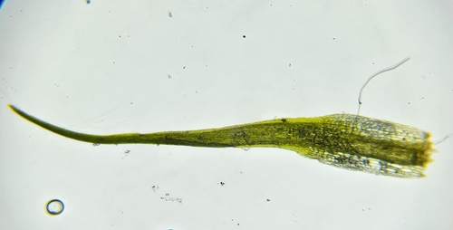 Image of Campylopus fragilis by (c) Helen Waterman, some rights reserved (CC BY)