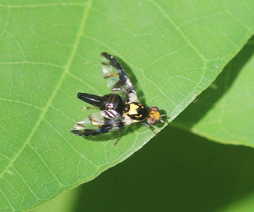 Pardalaspinus nitidus