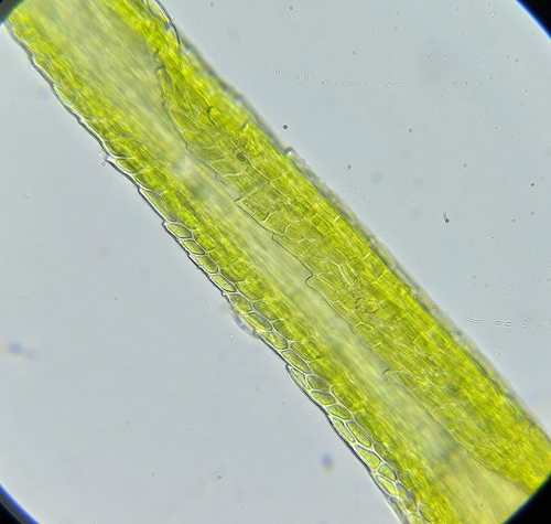 Image of Campylopus fragilis by (c) Helen Waterman, some rights reserved (CC BY)