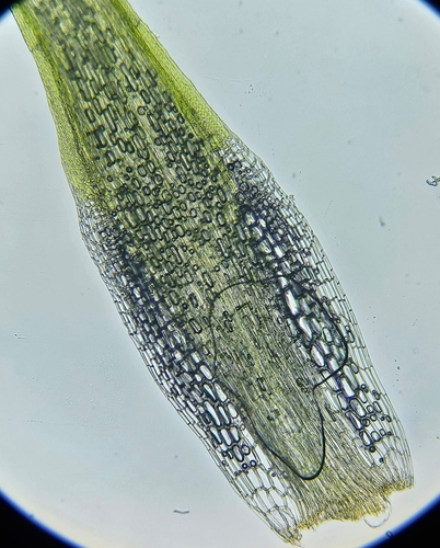 Image of Campylopus fragilis by (c) Helen Waterman, some rights reserved (CC BY)