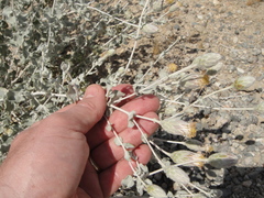 Brickellia incana
