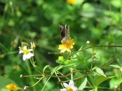 Arteurotia tractipennis tractipennis