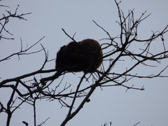Alouatta guariba