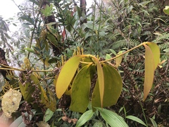 Santalaceae