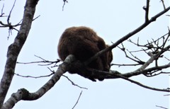 Alouatta guariba