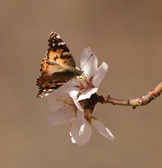 Vanessa cardui