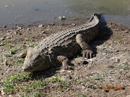 Crocodylus niloticus