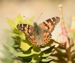 Vanessa cardui
