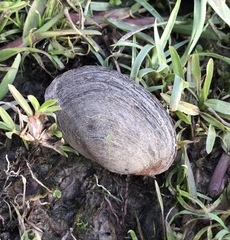 Unionoidea