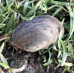 Unionoidea