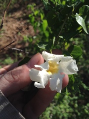 Amphilophium carolinae