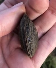 Unionoidea