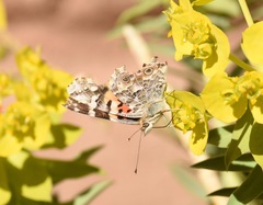 Vanessa cardui