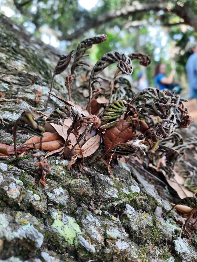 Resurrection Fern