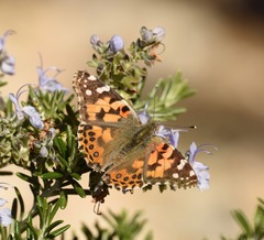 Vanessa cardui