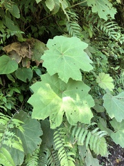 Gunnera brephogea