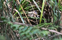 Rufous Scrub-Bird photo 4