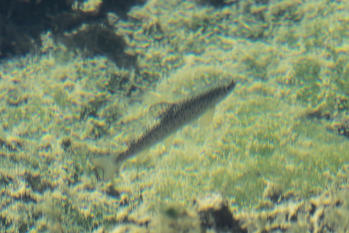 Terek trout (Salmo ciscaucasicus) · iNaturalist United Kingdom