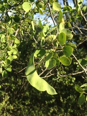 Chloroleucon chacoense