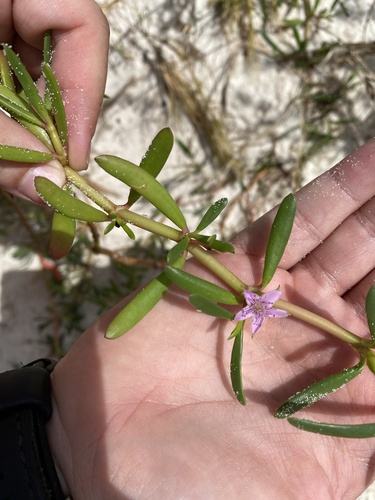 Sesuvium portulacastrum iNat (2)