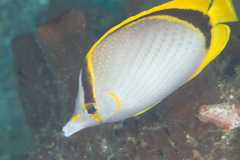 Chaetodon selene
