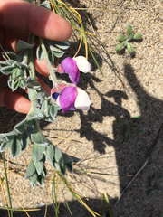 Lathyrus littoralis