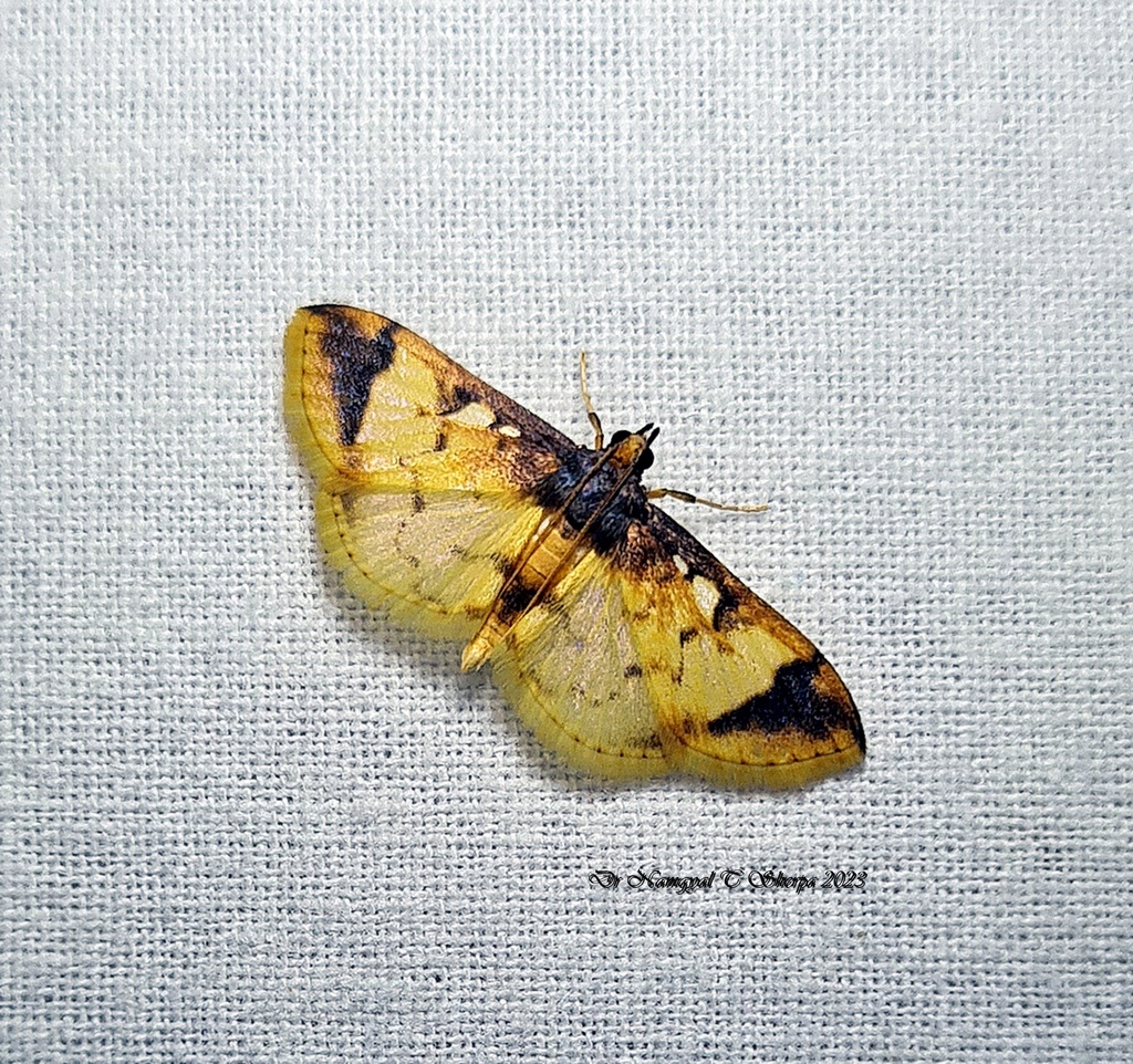 Aristebulea
