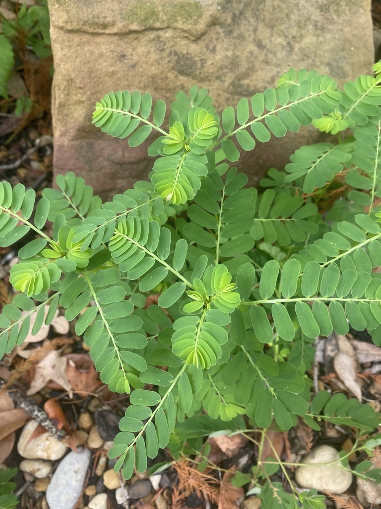 Chamberbitter in August 2023 by schroederrc · iNaturalist