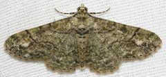 Cleora sublunaria