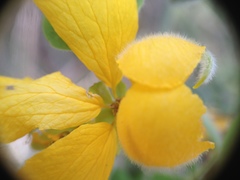 Senna chloroclada