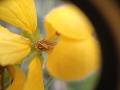 Senna chloroclada