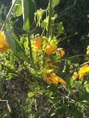 Senna chloroclada