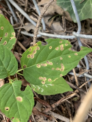Puccinia circaeae
