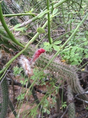 Cleistocactus baumannii