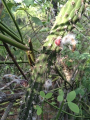 Cleistocactus baumannii