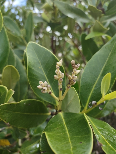 Avicennia germinans - Whole tree