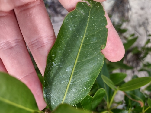 Avicennia germinans - Leaves