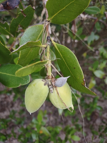 Avicennia germinans - Whole tree