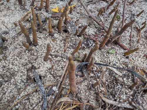 Avicennia germinans - Leaves