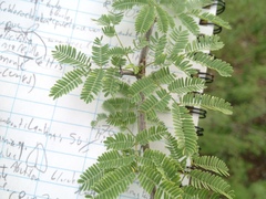 Senegalia gilliesii