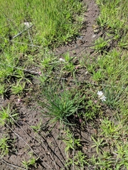 Allium haematochiton