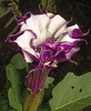 Metel Devil's Trumpet - Photo (c) Arlon Motsch, some rights reserved (CC BY-NC), uploaded by Arlon Motsch