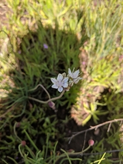 Allium haematochiton