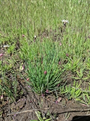 Allium haematochiton