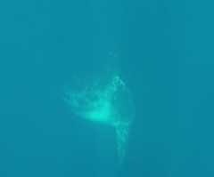 Mola alexandrini