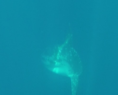 Mola alexandrini