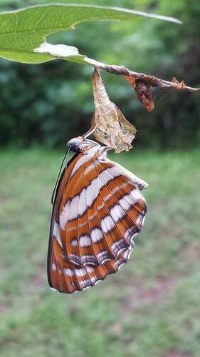 Common Sailer photo 3