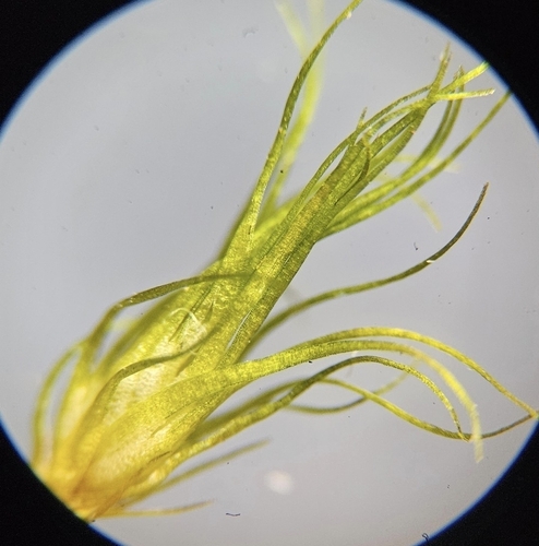 Image of Campylopus fragilis by (c) Helen Waterman, some rights reserved (CC BY)