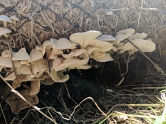Lyophyllaceae